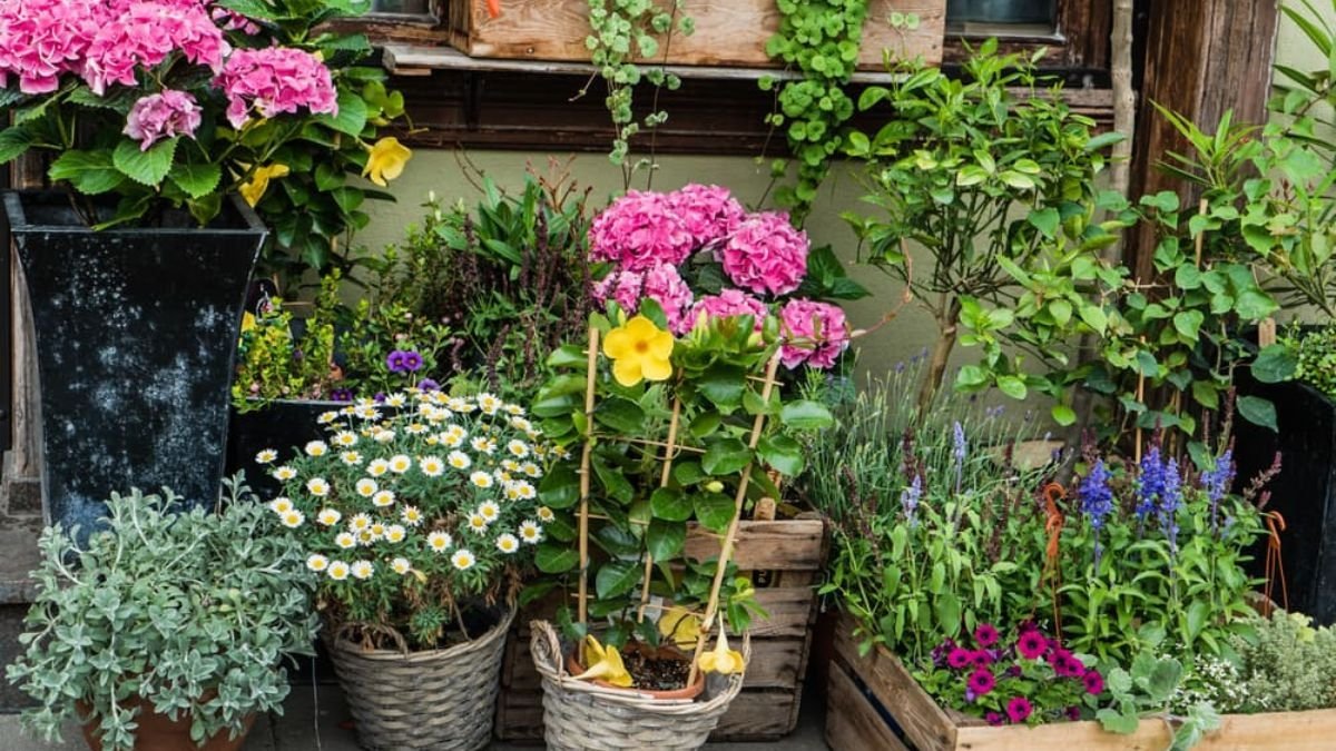 5 Stunning Under Window Flower Beds to Add Charm to Your Garden