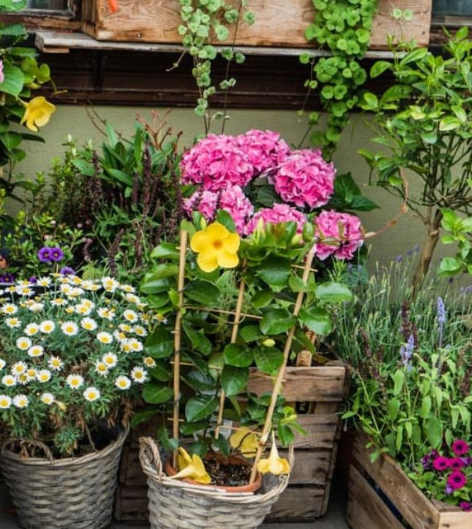 5 Stunning Under Window Flower Beds to Add Charm to Your Garden