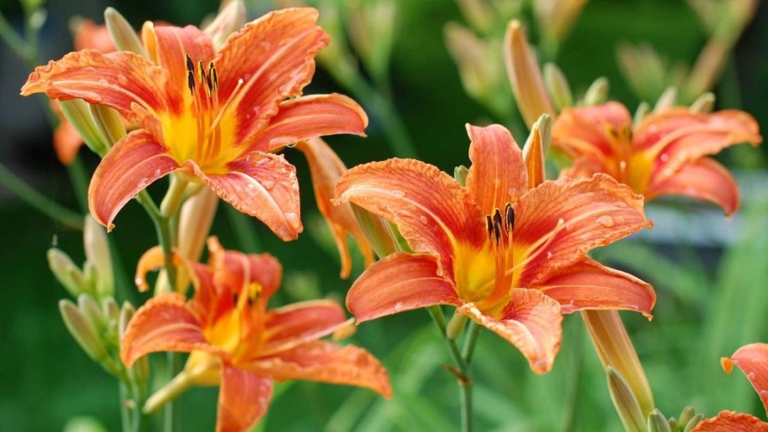 5 Stunning Edible Flower Beds for Beauty and Flavor Combined