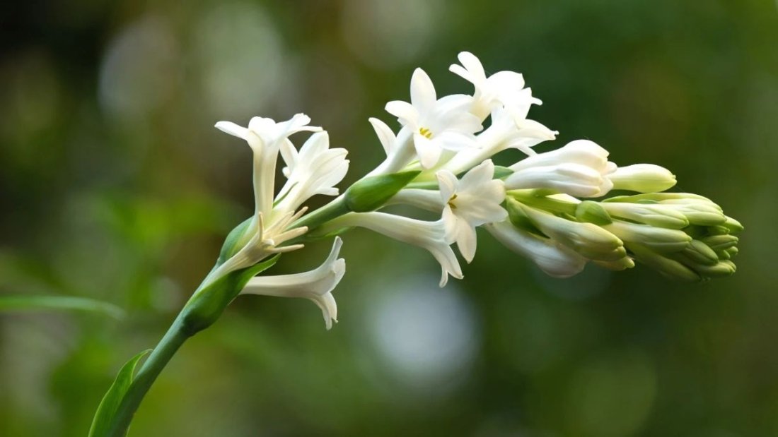 5 Gorgeous Night-Blooming Flower Beds for Evening Charm