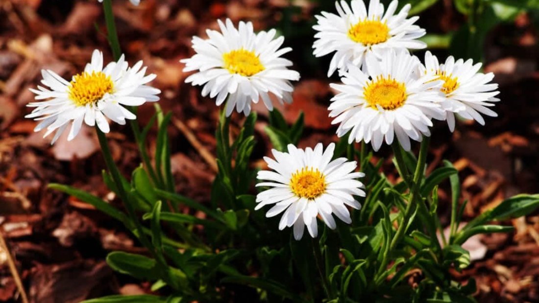 5 Unique Seasonal Flower Beds for Spring, Summer, Fall, and Winter