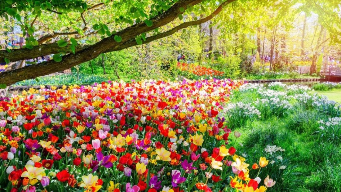 5 Gorgeous Mixed Color Theme Flower Beds for Vibrant Design