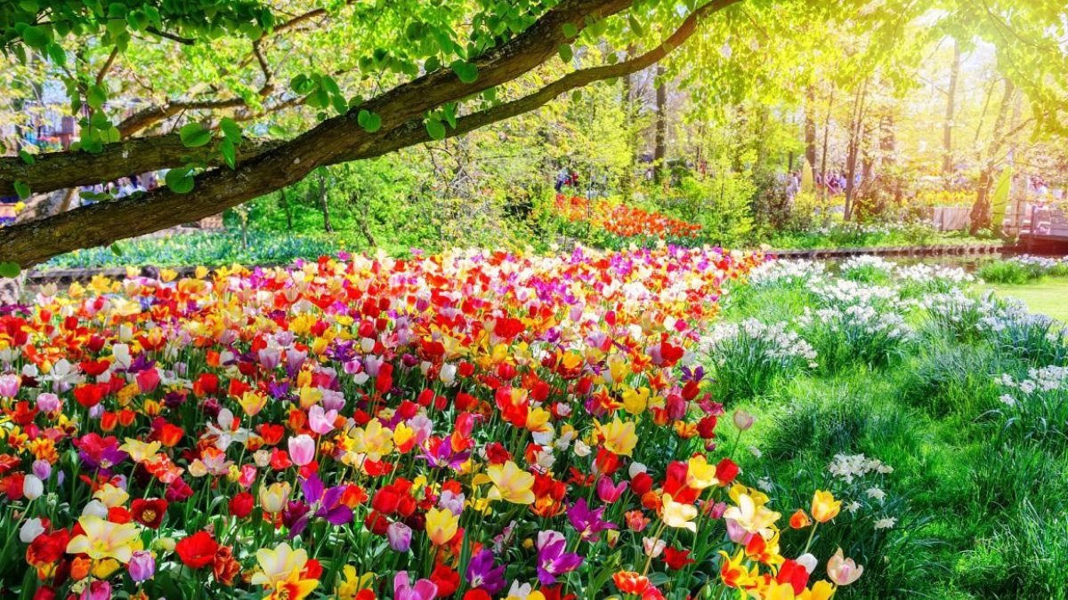 5 Gorgeous Mixed Color Theme Flower Beds for Vibrant Design