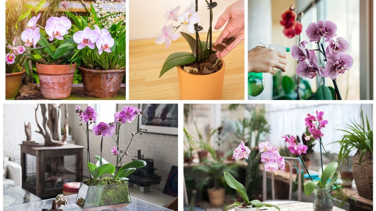 How to Plant and Grow Orchid Plants at Home