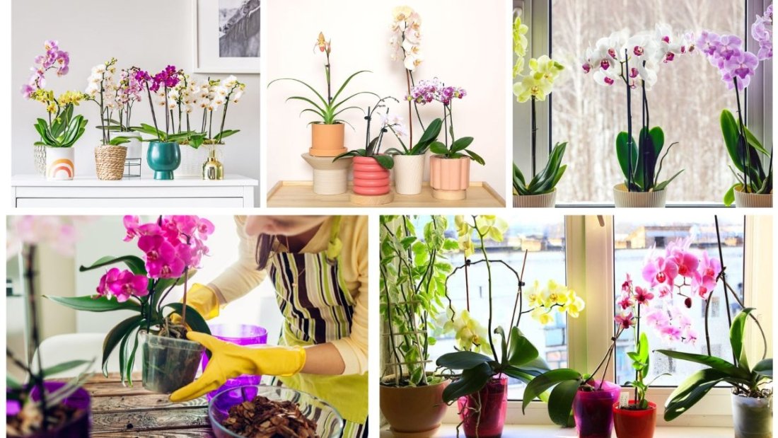 How to Care for Orchids and Keep Them Blooming