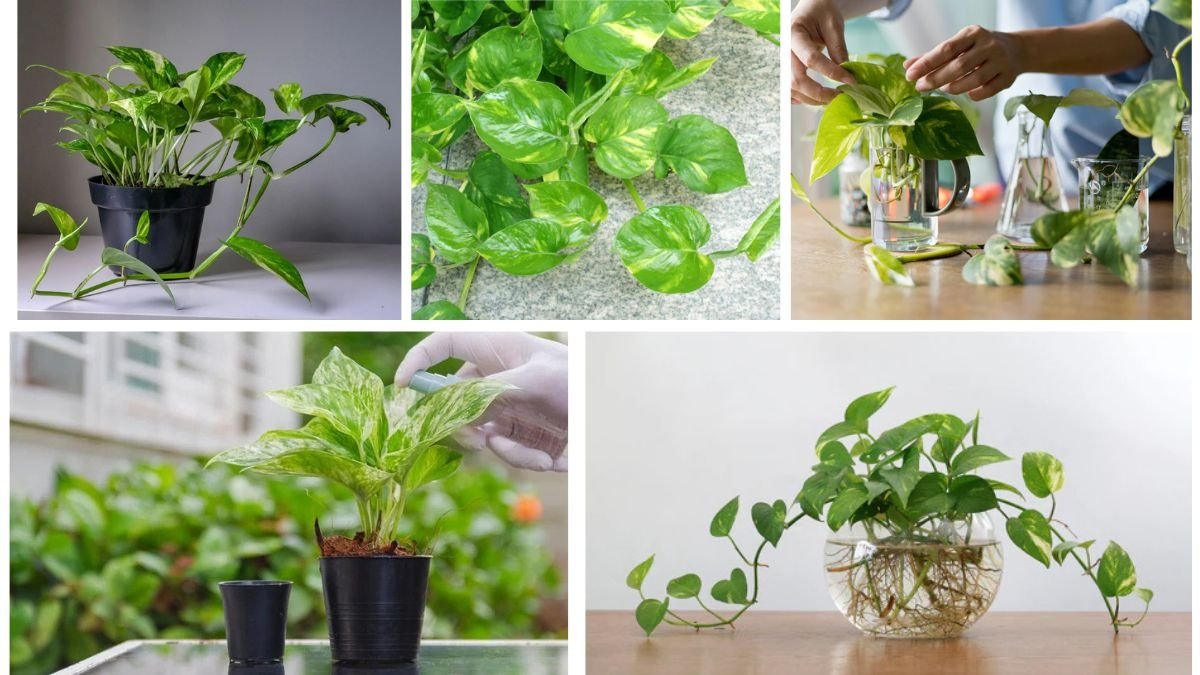 How to Care for a Money Plant and Keep It Thriving