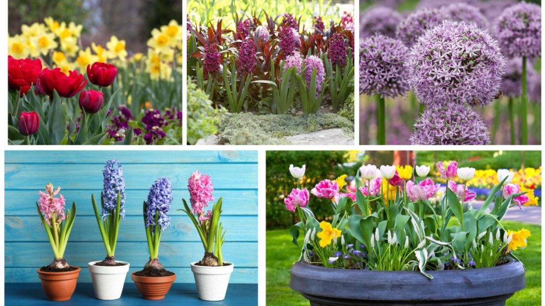 How to Plant Bulbs for Stunning Flowers