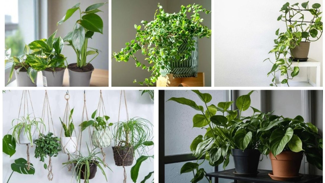5 Climbing Indoor Houseplants That Beautify Your Walls