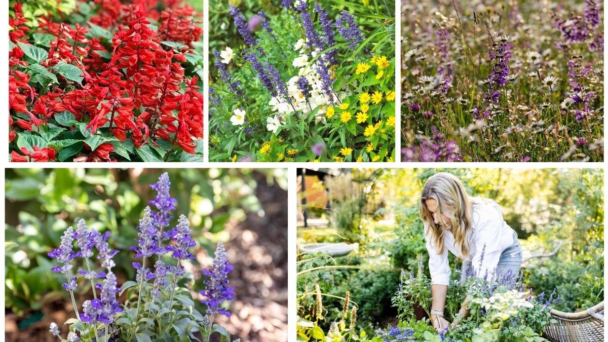 5 Stunning Salvia Plants to Brighten Up Your Garden