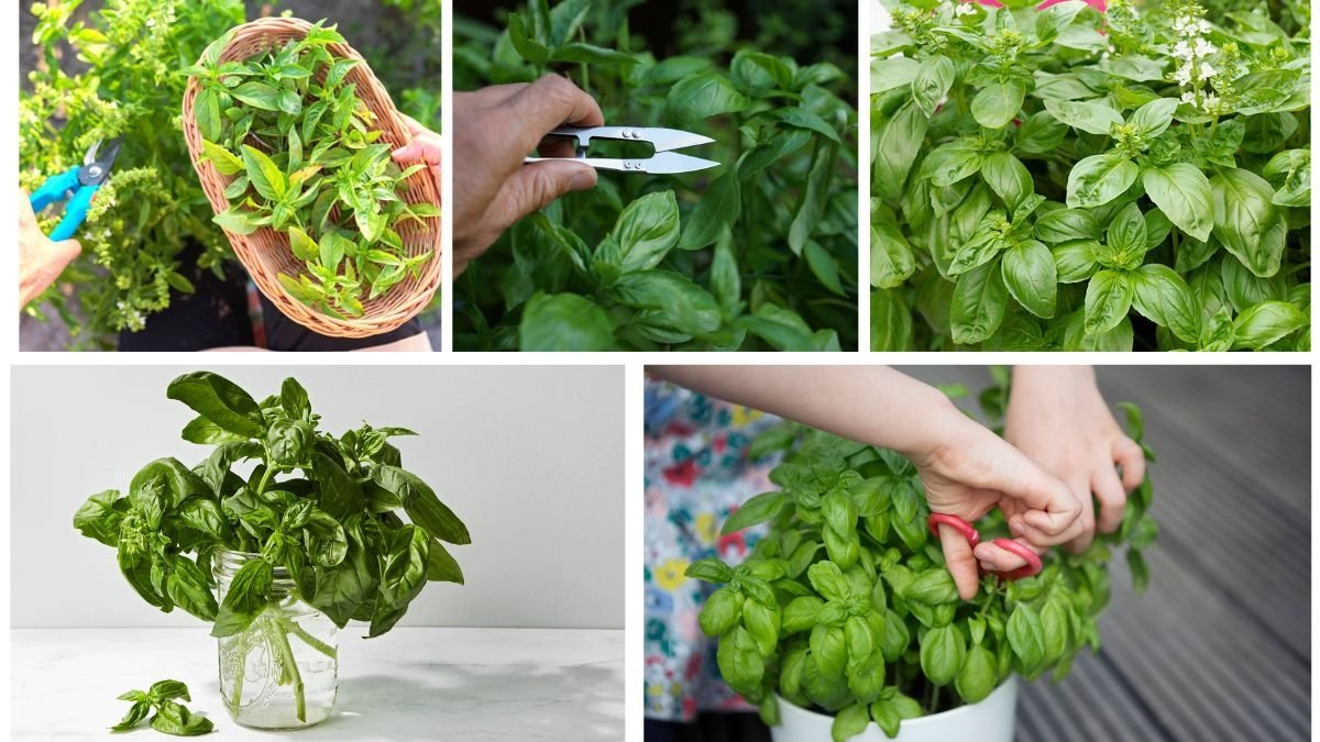 How to Harvest Basil the Right Way for Best Flavor