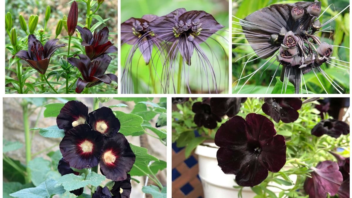 5 Striking Black-Flower Plants That Add Mystery to Your Garden