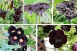 5 Striking Black-Flower Plants That Add Mystery to Your Garden
