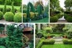 5 Evergreen Plants That Add Structure to Landscapes