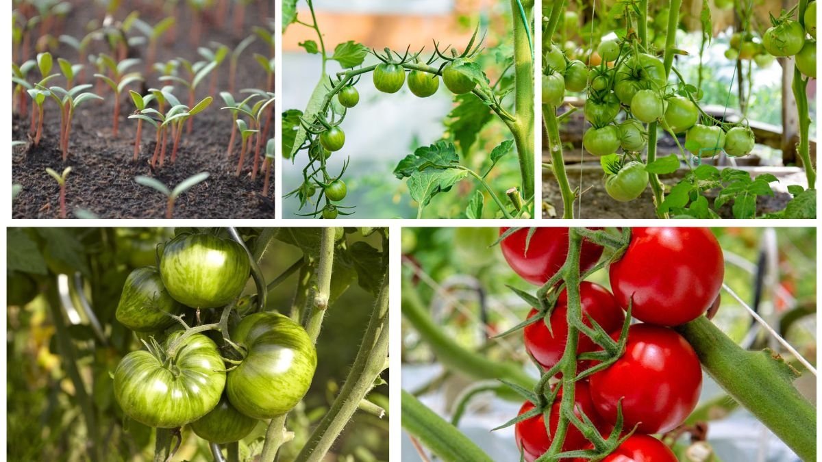 How to Grow Tomato Plants from Fresh Seeds