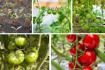 How to Grow Tomato Plants from Fresh Seeds