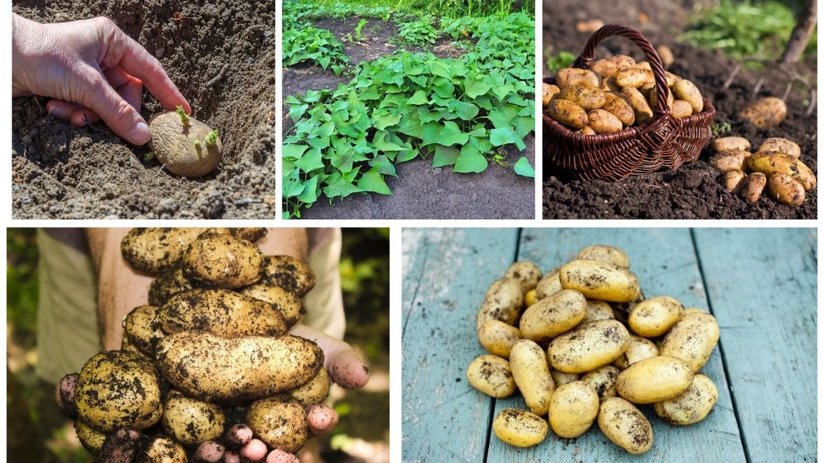 Best Depth for Planting Potatoes in Home Gardens