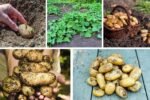 Best Depth for Planting Potatoes in Home Gardens
