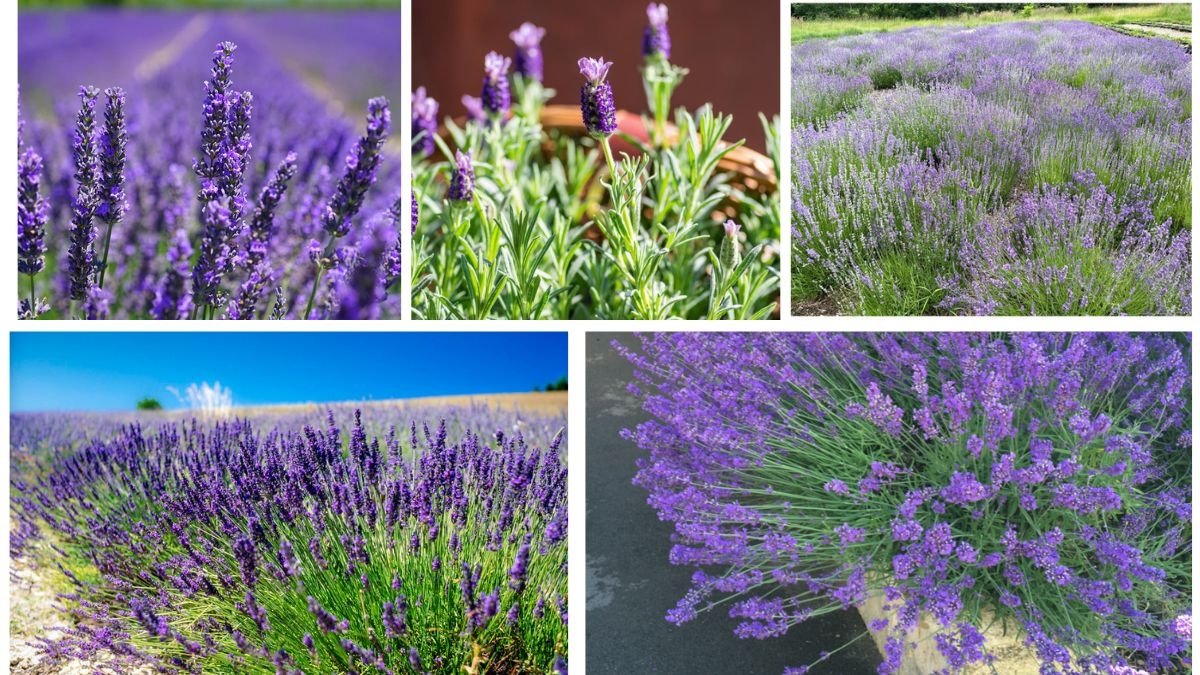 How to Grow Lavender Successfully in Any Climate