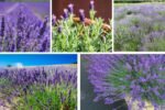 How to Grow Lavender Successfully in Any Climate
