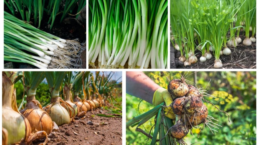 How to Grow Onions for a Bountiful Harvest