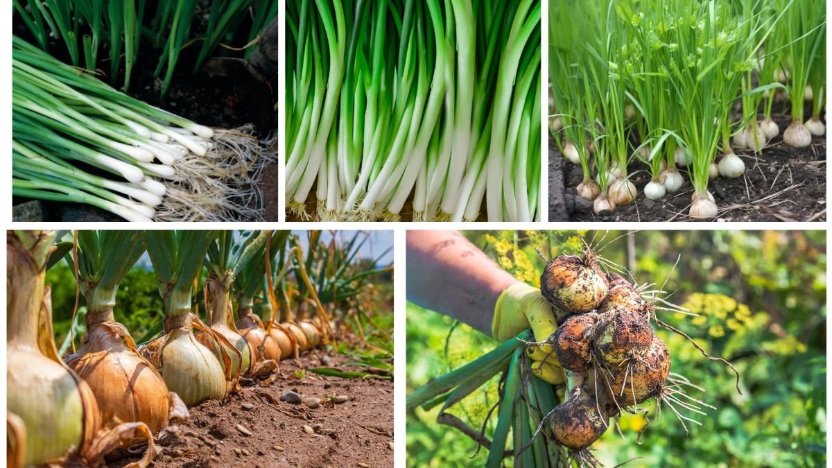 How to Grow Onions for a Bountiful Harvest