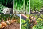 How to Grow Onions for a Bountiful Harvest