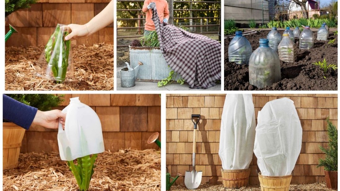 How to Protect Plants from Frost During Winter