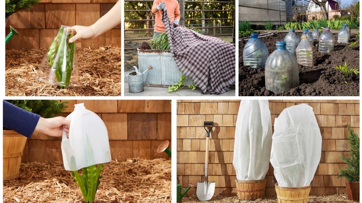 How to Protect Plants from Frost During Winter