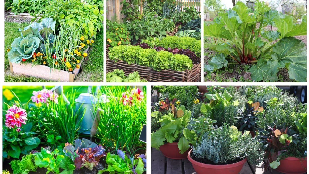 5 Cold-Hardy Edible Perennials for Food Gardens