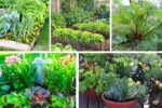 5 Cold-Hardy Edible Perennials for Food Gardens