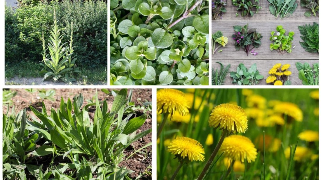 5 Wild Edible Weeds That Add Nutrition to Your Garden