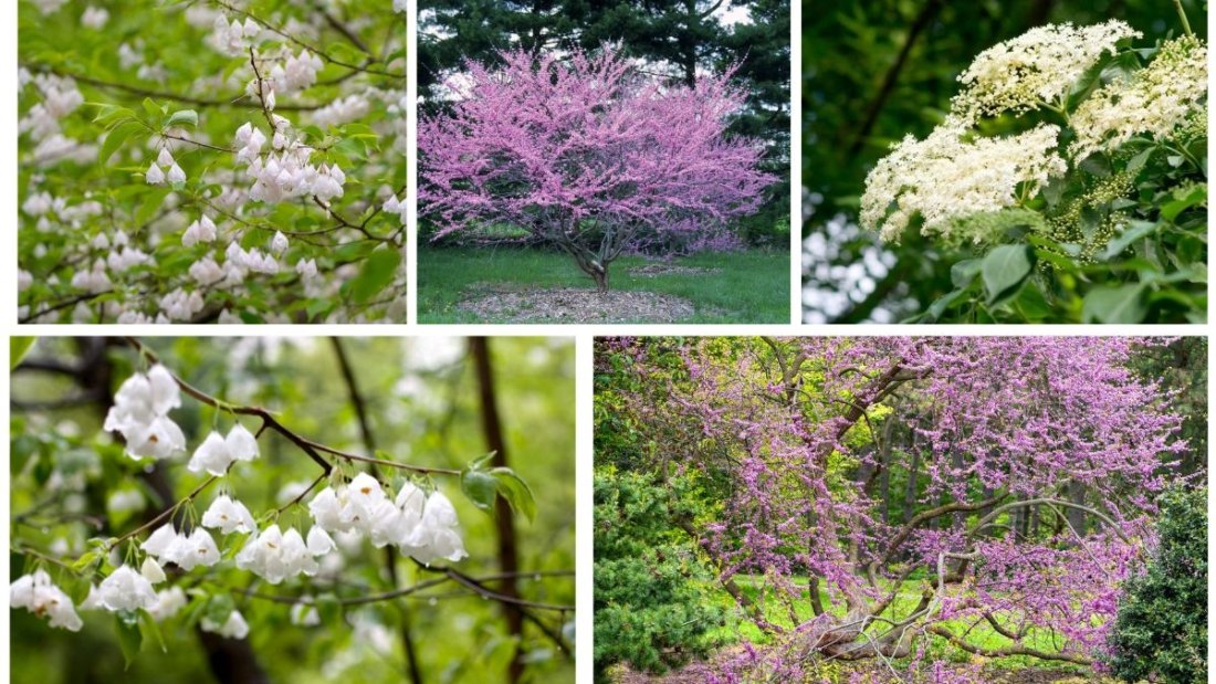 Elegant Small Flowering Trees That Attract Pollinators
