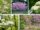 Elegant Small Flowering Trees That Attract Pollinators