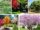 Low-Maintenance Trees That Fit Urban Lifestyles
