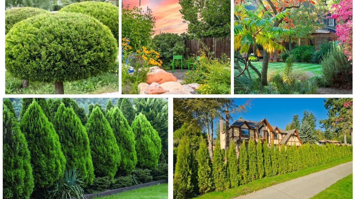 Best Small Evergreen Trees for Year-Round Greenery