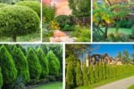 Best Small Evergreen Trees for Year-Round Greenery