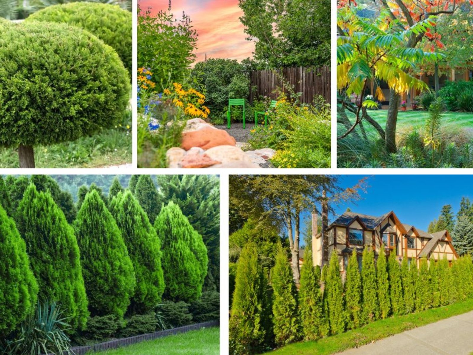 Best Small Evergreen Trees for Year-Round Greenery