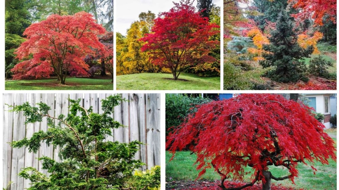 Low-Cost Trees That Beautify Small Spaces