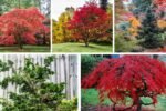 Low-Cost Trees That Beautify Small Spaces