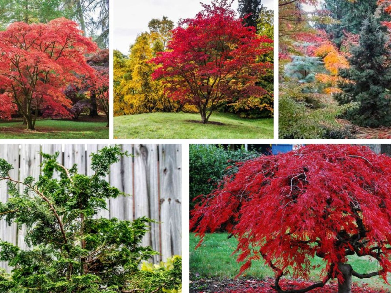 Low-Cost Trees That Beautify Small Spaces