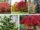Low-Cost Trees That Beautify Small Spaces