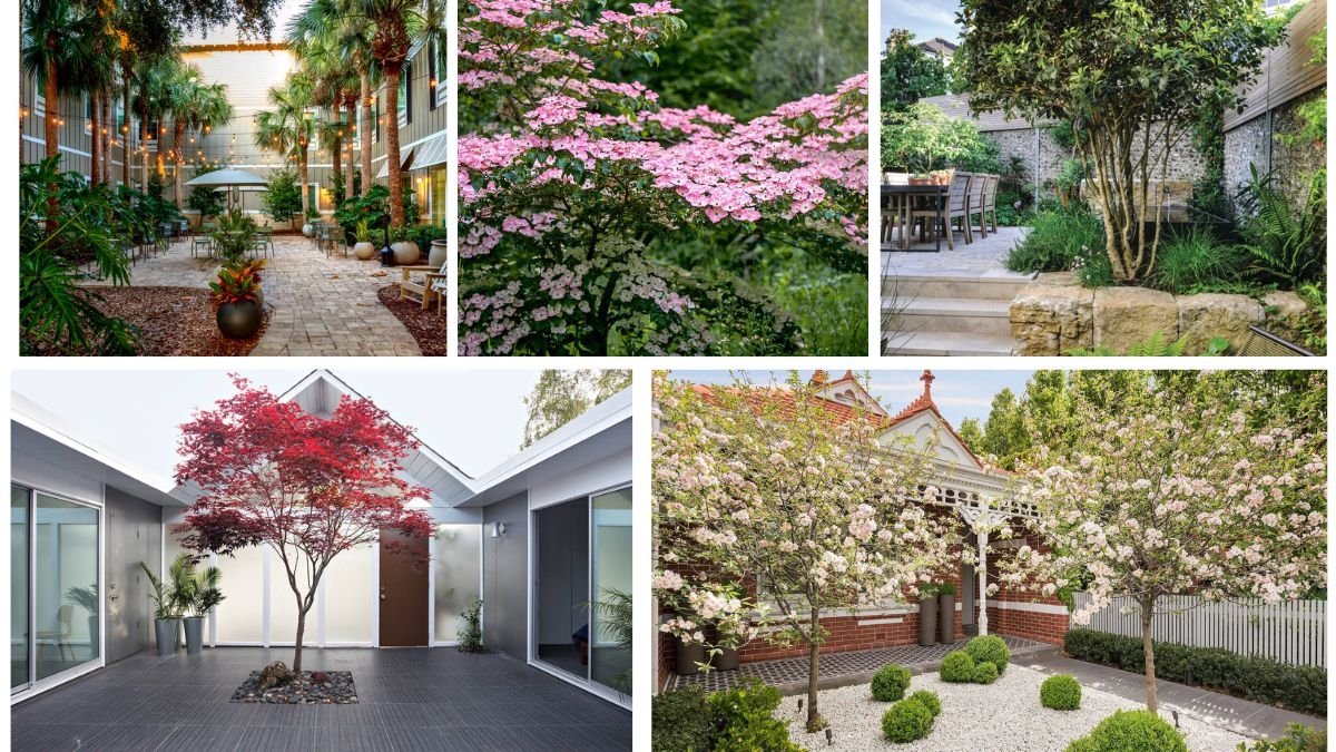 Stunning Small Trees for Courtyards