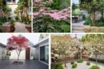 Stunning Small Trees for Courtyards