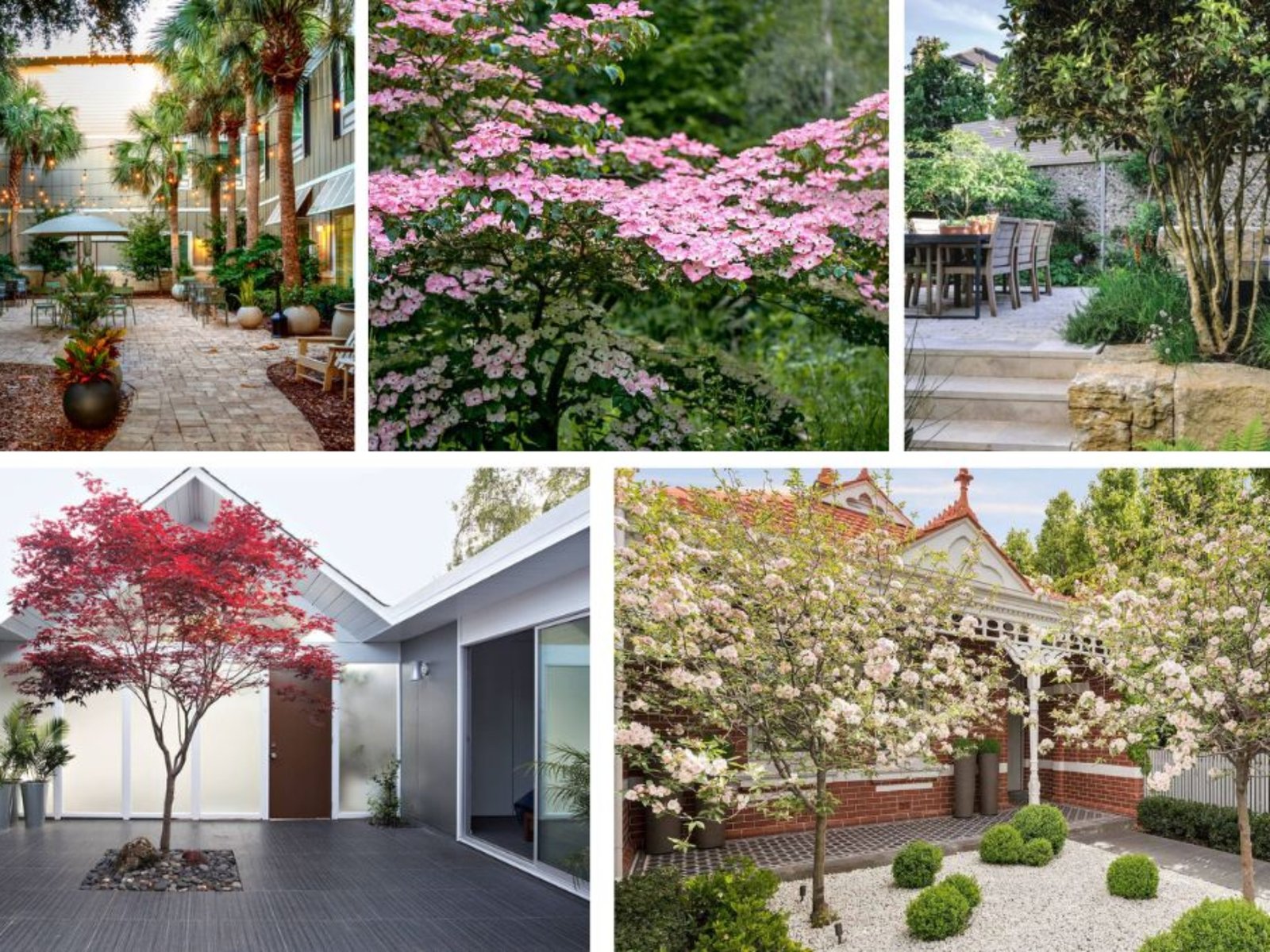 Stunning Small Trees for Courtyards