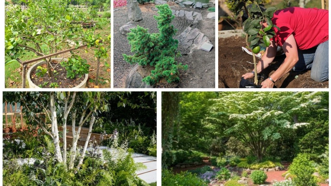 How to Grow Small Trees in Raised Beds