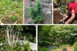 How to Grow Small Trees in Raised Beds