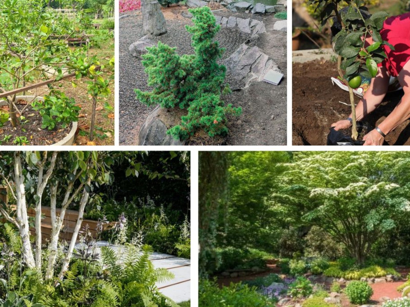 How to Grow Small Trees in Raised Beds