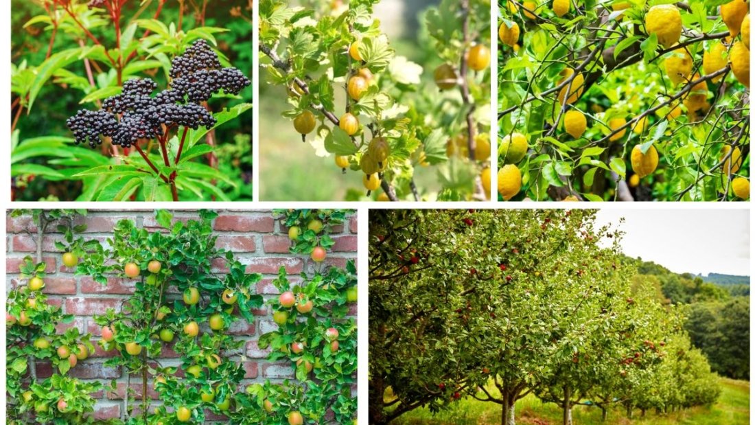 Small Trees That Provide Edible Fruits and Herbs