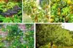 Small Trees That Provide Edible Fruits and Herbs