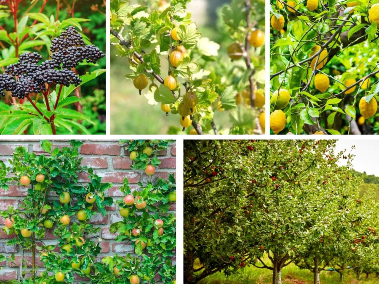 Small Trees That Provide Edible Fruits and Herbs